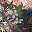 Daisy Weeds