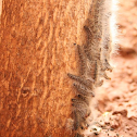 woolly caterpillar on Moringa oleifera