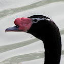 Black-necked Swan