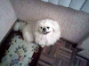 Pekineses Los Mas Chiquitos