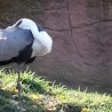 Hooded Crane