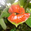 Hot lips