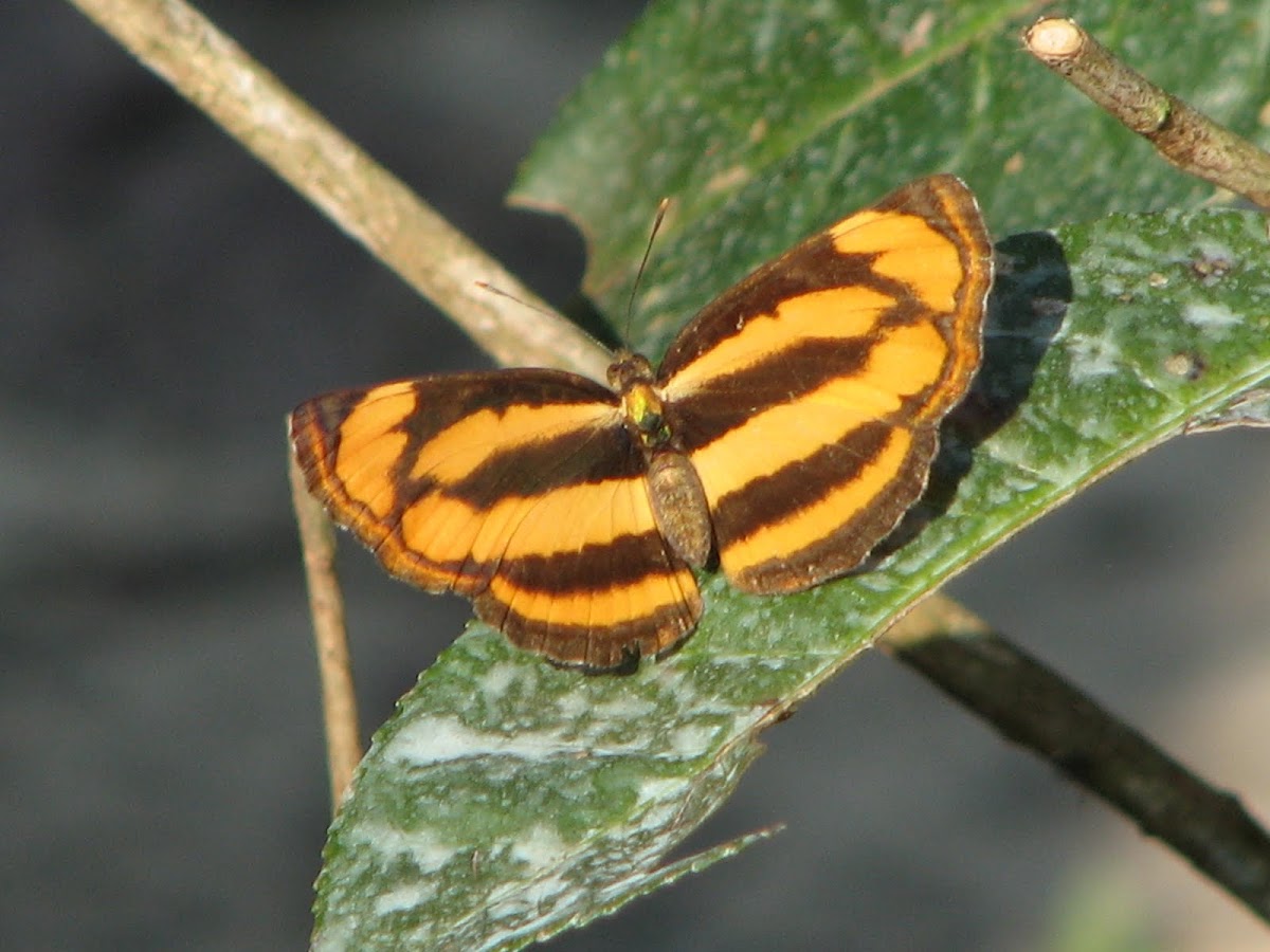 Common  lascar