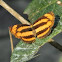 Common  lascar