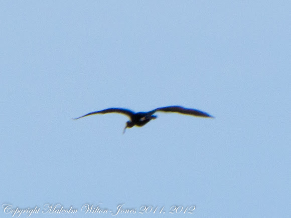 Spotting Image 1