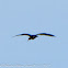 Glossy Ibis; Morito