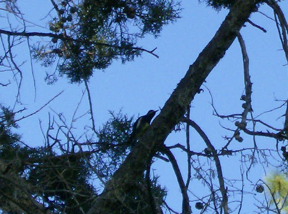 Spotting Image 1