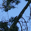 Williamson's Sapsucker