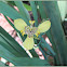 Yellow Walking Iris