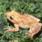 Spring Peeper