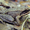 Wood Frog
