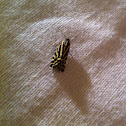 Spotted Sulphur