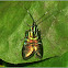 Metalmark Moth