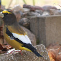 Evening Grosbeak