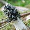 Stinkhorn