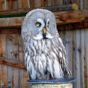 Great Grey Owl