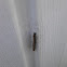 Caterpillar
