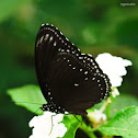 Malayan Eggfly