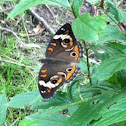 Common buckeye