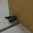uncertain moth