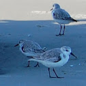 Sanderling