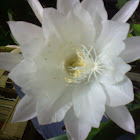 Epiphyllum oxypetalum