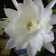 Epiphyllum oxypetalum