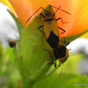 Bugs
