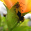 Bugs