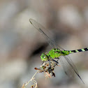 Eastern Pondhawk