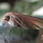 Omnivorous Looper