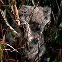 wild koala spotting