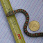 Paradise flying tree snake