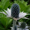 Eryngium giganteum