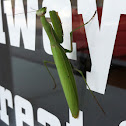 European Mantis