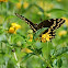 Palamedes Swallowtail