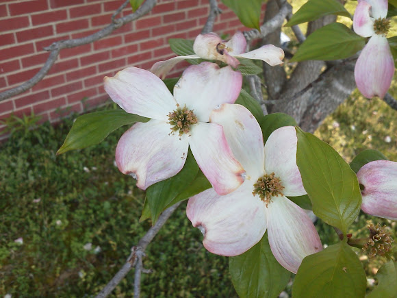 Spotting Image 1