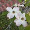 Flowering Dogwood