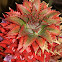 red ananas