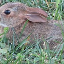 Eastern Cottontail