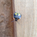 Green Stink Bug