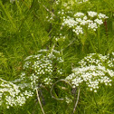 Wild Celery
