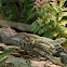 Ocellated Lizard