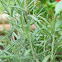 Harp rosemary