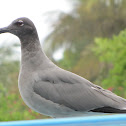 Lava Gull