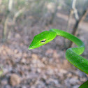 Green vine snake