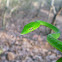 Green vine snake