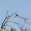 Red-winged Blackbird (male)