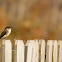 Eastern Phoebe