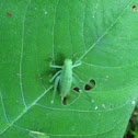 Katydid